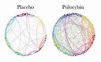 How Psychedelics improve your brain’s Neuroplasticity